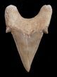 High Quality Otodus Fossil Shark Tooth #1747-1